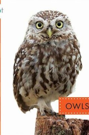 Cover of Owls