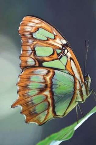 Cover of Siproeta Stelenes Malachite Butterfly Journal