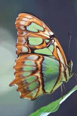 Book cover for Siproeta Stelenes Malachite Butterfly Journal