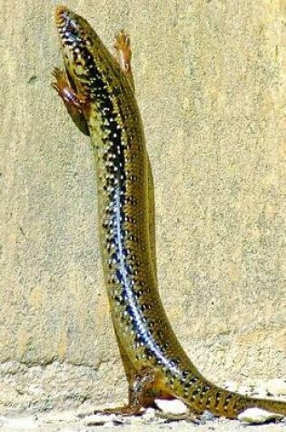 Cover of Ocellated Skink Lizard (Chalcides Ocellatus) Journal