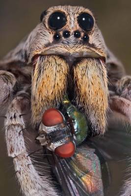 Book cover for Portrait of Wolf Spider with Fly Journal