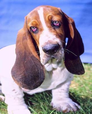 Cover of School Composition Book Basset Hound Dog Photo 200 Pages