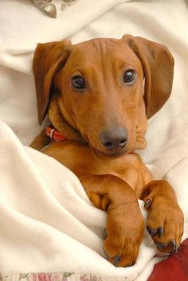 Book cover for Adorable Dachshund Puppy in a Blanket Journal