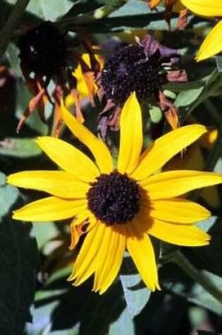 Cover of Brown-Eyed Susan Flower Journal