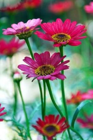 Cover of Bright Pink Gerbera Daisy Flowers Garden Journal