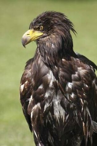 Cover of White Tailed Eagle Portrait Journal