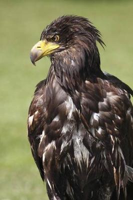 Book cover for White Tailed Eagle Portrait Journal