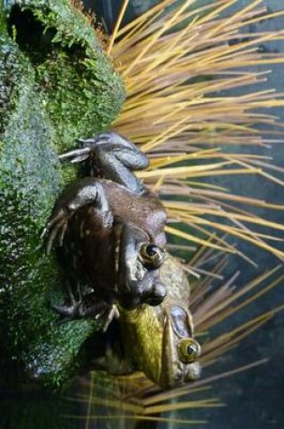 Cover of A Mated Pair of Frogs on a Log