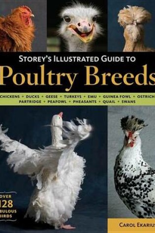 Cover of Storey's Illustrated Guide to Poultry Breeds
