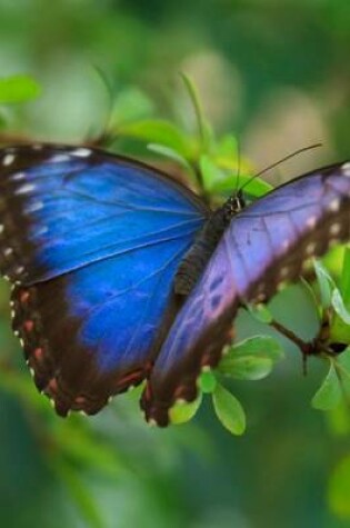 Cover of Mind Blowing Blue Butterfly Close Up Journal