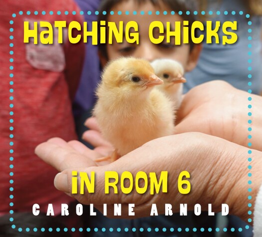 Book cover for Hatching Chicks in Room 6