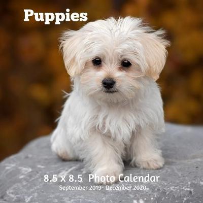 Book cover for Puppies 8.5 X 8.5 Calendar September 2019 -December 2020