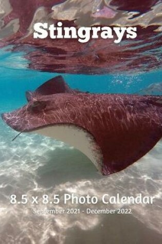 Cover of Stingrays 8.5 X 8.5 Calendar September 2021 -December 2022
