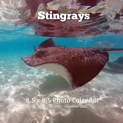 Book cover for Stingrays 8.5 X 8.5 Calendar September 2021 -December 2022