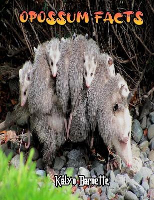 Book cover for Opossum Facts