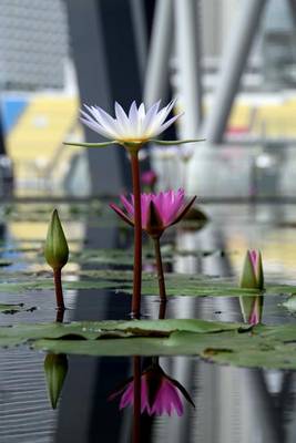 Book cover for Water Lily Flower Journal