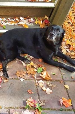 Book cover for 2020 Daily Planner Black Lab Dog Labrador Retriever Outside Fall 388 Pages