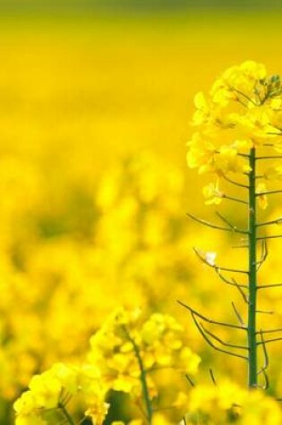 Cover of Yellow Rapeseed, for the Love of Flowers