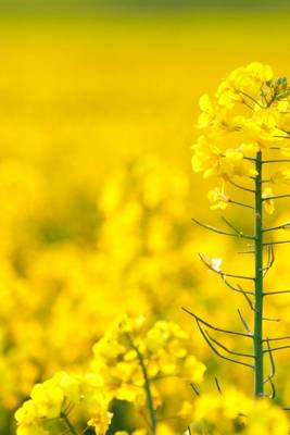 Book cover for Yellow Rapeseed, for the Love of Flowers