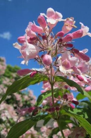 Cover of Kolkwitzia Amabilis Beauty Bush Flowers Blooming