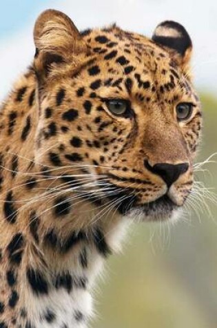 Cover of The Face of a Leopard, for the Love of Animals