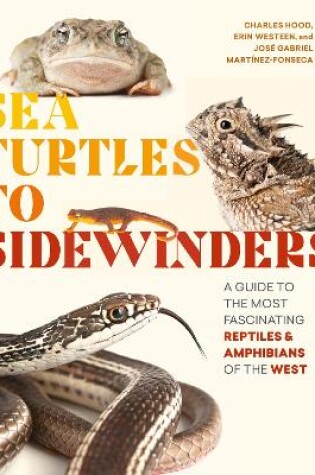 Cover of Sea Turtles to Sidewinders a Guide to the Most Fascinating Reptiles and Amphibians of the West