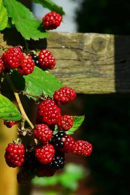 Book cover for Blackberries on the Vine Starting to Ripen