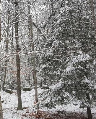 Book cover for Winter Photo School Composition Book Snow Covered Evergreen Branches 130 Pages