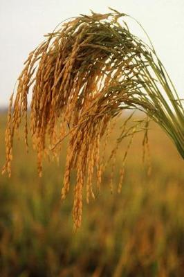 Book cover for Farm Journal Long Grain Rice Growing In Field