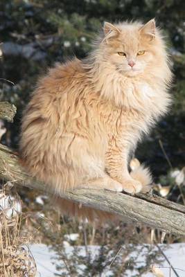 Book cover for Norwegian Forest Cat Journal