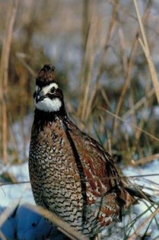 Cover of Journal Fowl On Snowy Ground