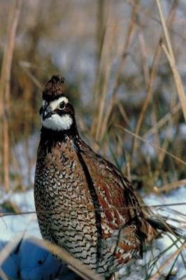 Book cover for Journal Fowl On Snowy Ground