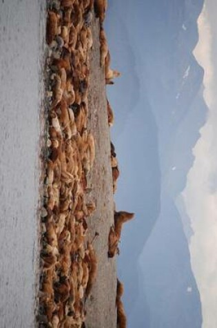 Cover of Sea Lions on the Bank, Alaska