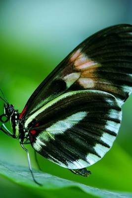 Book cover for Papilio Butterfly, for the Love of Nature