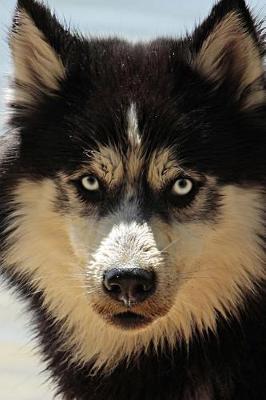 Book cover for Siberian Husky Dog Portrait Journal