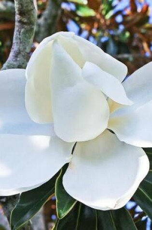 Cover of Magnolia Blooming in a Florida Spring, for the Love of Flowers