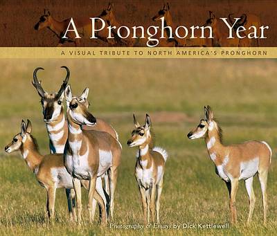 Book cover for A Pronghorn Year