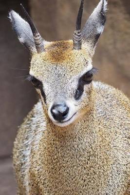 Book cover for A Klipspringer in South Africa, for the Love of Animals