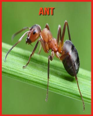 Book cover for Ant