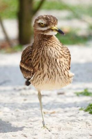 Cover of Standing Stone Curlew, Birds of the World