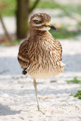 Book cover for Standing Stone Curlew, Birds of the World