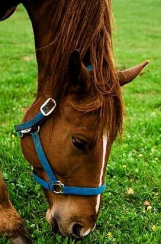 Cover of 2020 Daily Planner Horse Photo Equine Grazing Chestnut Stripe 388 Pages