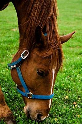 Book cover for 2020 Daily Planner Horse Photo Equine Grazing Chestnut Stripe 388 Pages