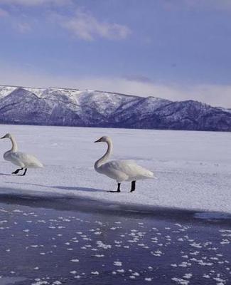 Cover of Winter Theme School Composition Book Frozen Geese 130 Pages