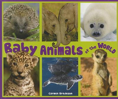 Cover of Baby Animals of the World