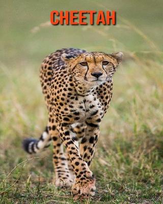 Book cover for Cheetah