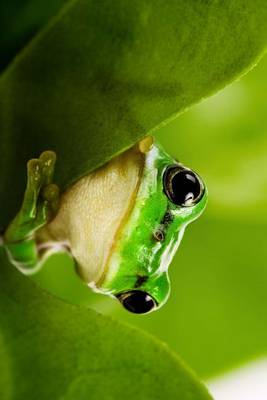 Book cover for Green Tree Frog Peaking Out Between Leaves