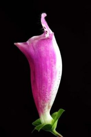 Cover of Beautiful Single Lavender Foxglove Bloom Journal