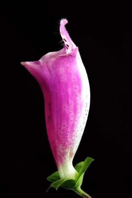 Book cover for Beautiful Single Lavender Foxglove Bloom Journal