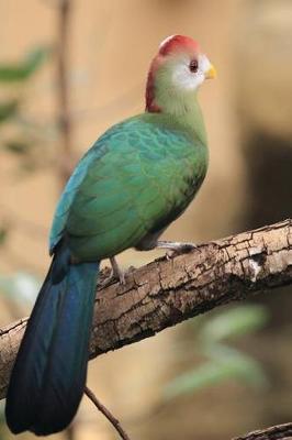 Book cover for Red Crested Turaco Journal